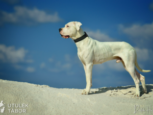 Anubis hledá novou rodinu. Je to unikátní pes s charakterem, který miluje procházky