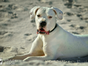 Anubis hledá novou rodinu. Je to unikátní pes s charakterem, který miluje procházky