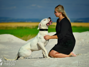 Anubis hledá novou rodinu. Je to unikátní pes s charakterem, který miluje procházky