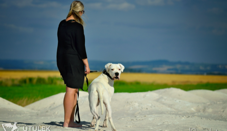 Anubis hledá novou rodinu. Je to unikátní pes s charakterem, který miluje procházky