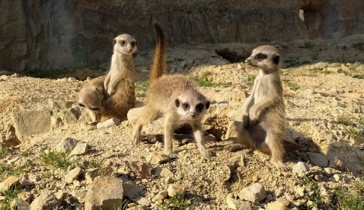 Zoo na jihu Čech mají letos zatím vyšší návštěvnost než loni