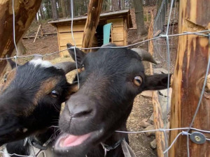 Farma Krmítko. Poznejte život odložených hospodářských zvířat