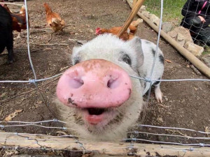 Farma Krmítko. Poznejte život odložených hospodářských zvířat