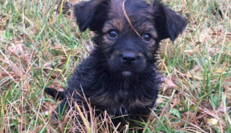 Ve Vítkově u Chrastavy někdo postřelil štěně, to následně zemřelo