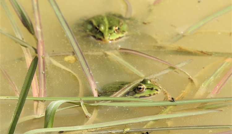 Ochranáři přírody chystají další tůni v ledenické pískovně. Pomůže ohroženým druhům