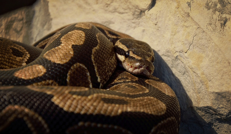 Chovateli ve Strakonicích utekla krajta.