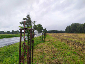 Nově vysazené lípy u Blatné polámali vandalové. Zničením 54 stromů způsobili škodu 350 tisíc
