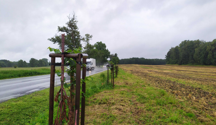 Nově vysazené lípy u Blatné polámali vandalové. Zničením 54 stromů způsobili škodu 350 tisíc