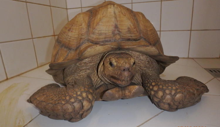 Obří želva na útěku. Zatoulaného zvířete si všiml strojvedoucí projíždějícího vlaku.