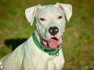 Amon je srdcař, který miluje lidskou pozornost. Najde nový domov?