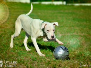 Amon je srdcař, který miluje lidskou pozornost. Najde nový domov?