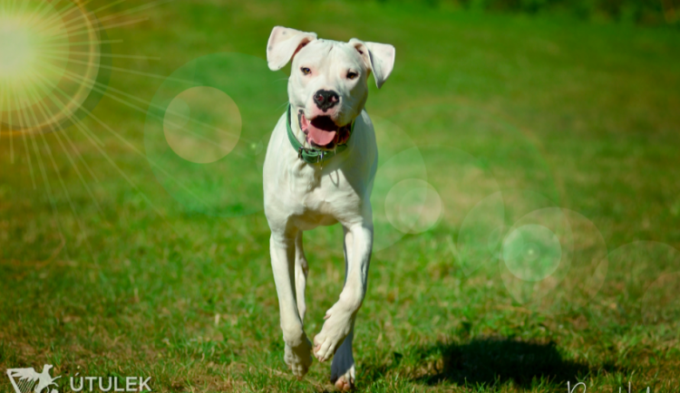 Amon je srdcař, který miluje lidskou pozornost. Najde nový domov?