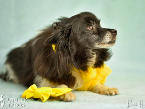 Morgana si pomalu zvyká na nový život. Najde také nové páníčky?