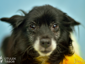 Morgana si pomalu zvyká na nový život. Najde také nové páníčky?