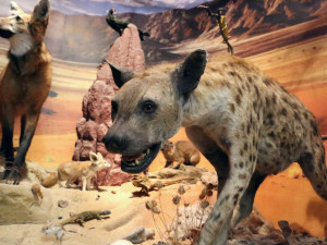 Zábava pro malé i velké. Protivínské muzeum překvapuje moderními expozicemi