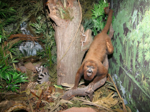 Zábava pro malé i velké. Protivínské muzeum překvapuje moderními expozicemi