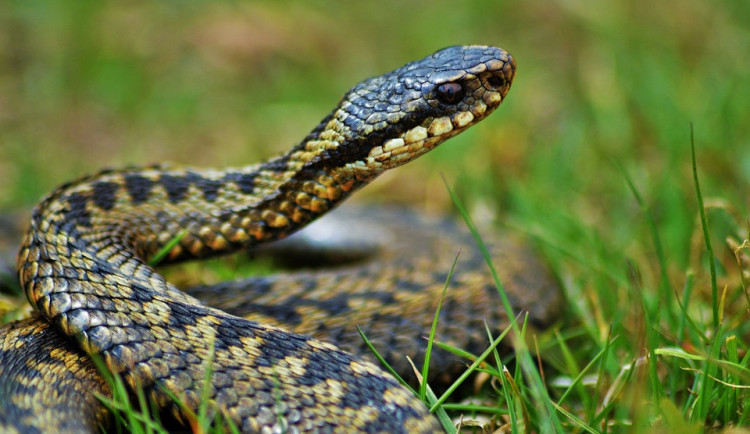 Seniorku uštkla zmije, jed z rány nesmyslně vysávala a polykala.