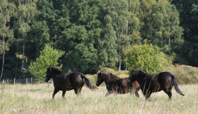Novou přírodní rezervaci na Třeboňsku obývá šest divokých koní