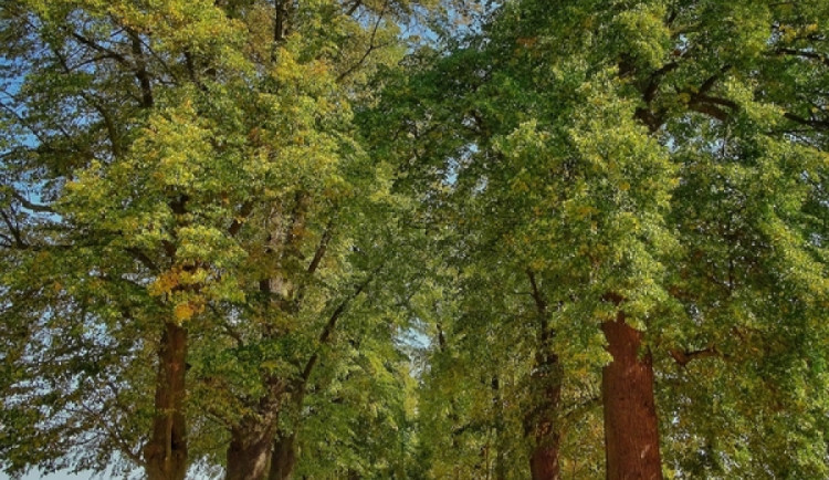 Která alej v kraji je nejkrásnější? V letošním ročníku jsou zatím nominované čtyři