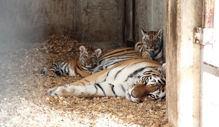 V zoo na Hluboké pouští tygřata do venkovního výběhu, zatím se ostýchají