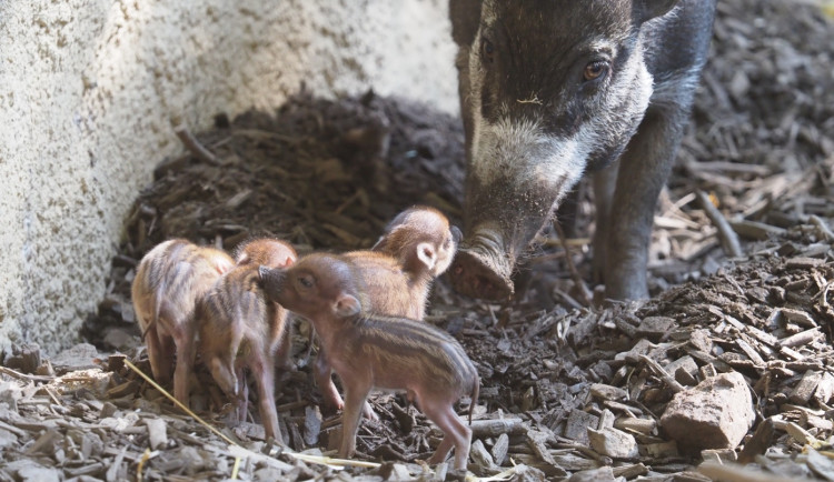 Do zoo na mláďata! V Jihlavě mají nové přírůstky, rozšířili také nabídku suvenýrů