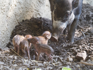 Do zoo na mláďata! V Jihlavě mají nové přírůstky, rozšířili také nabídku suvenýrů