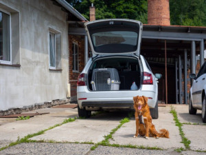 Jak bezpečně vozit psa v autě?