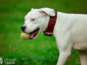 Mladá fenka argentinské dogy hledá nový domov. Nechbet miluje mazlení a chce poznávat svět