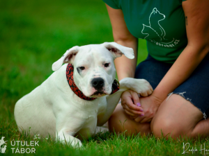 Mladá fenka argentinské dogy hledá nový domov. Nechbet miluje mazlení a chce poznávat svět