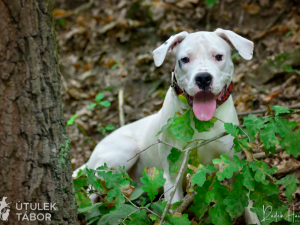 Mladá fenka argentinské dogy hledá nový domov. Nechbet miluje mazlení a chce poznávat svět