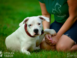 Mladá fenka argentinské dogy hledá nový domov. Nechbet miluje mazlení a chce poznávat svět