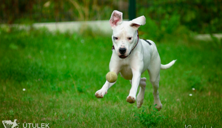 Mladá fenka argentinské dogy hledá nový domov. Nechbet miluje mazlení a chce poznávat svět