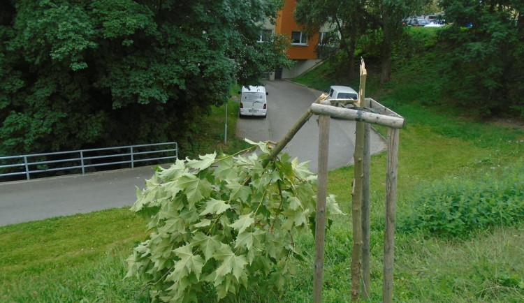 Vandal poničil mimo jiné mladý javor.