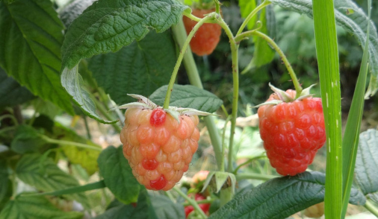 Nerovnoměrné dozrávání plodů maliníku.