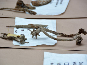 Karlův Hrádek je originální učebnicí i učebnou pro experty, studenty archeologie i milovníky historie