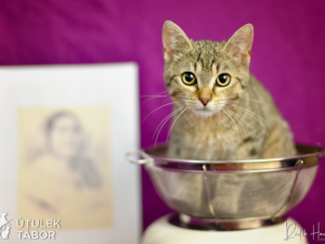 HLEDÁME PÁNÍČKA: