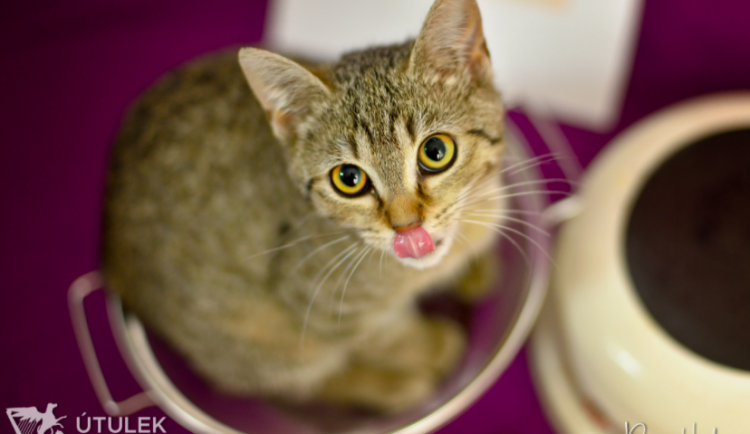 HLEDÁME PÁNÍČKA: