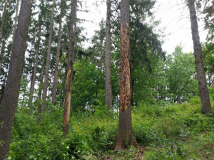 Do prachatických lesů platí zákaz vstupu. Hrozí tam pád stromů