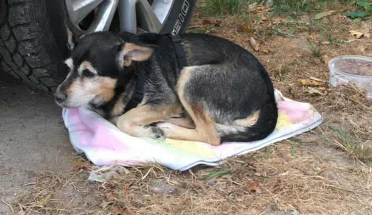 Pes Charly utekl z Rakouska do Česka. Třeboňští strážníci majitele vypátrali