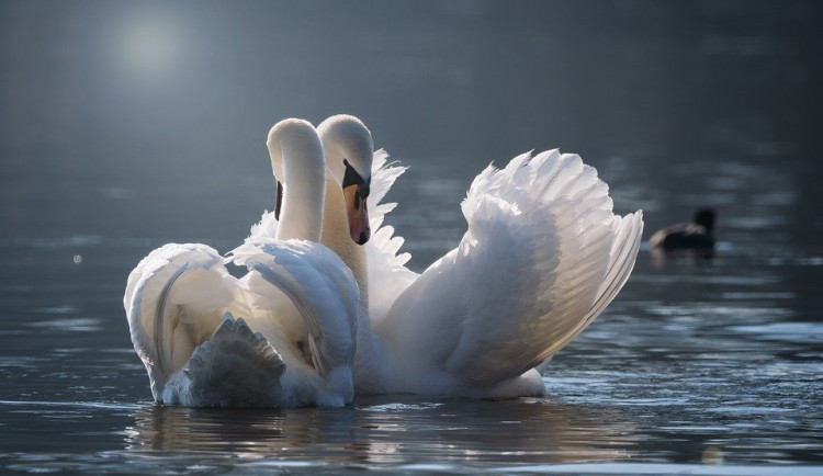 Dvě uhynulé labutě na Táborsku měly ptačí chřipku. Typ je nebezpečný i pro člověka