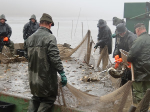 Ceny vánočních kaprů se proti minulým letům zvýší asi o pět procent