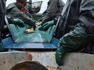 Ceny vánočních kaprů se proti minulým letům zvýší asi o pět procent