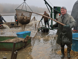 Ceny vánočních kaprů se proti minulým letům zvýší asi o pět procent
