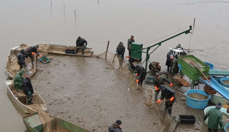 Ceny vánočních kaprů se proti minulým letům zvýší asi o pět procent