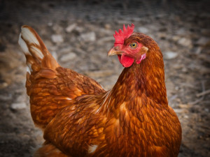 Veterináři potvrdili v malochovu na Jindřichohradecku ohnisko ptačí chřipky