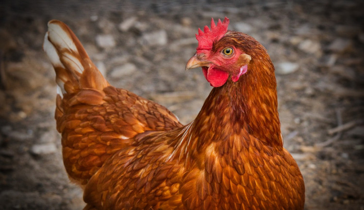 Veterináři potvrdili v malochovu na Jindřichohradecku ohnisko ptačí chřipky