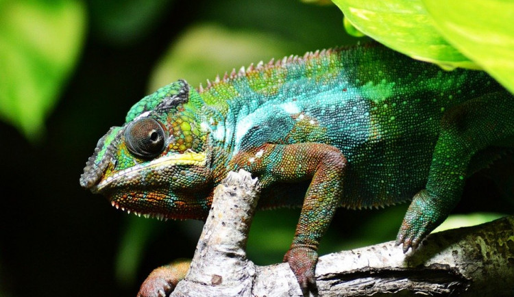 Muž choval doma a v garáži několik desítek chameleonů. Průkazy původu k nim neměl