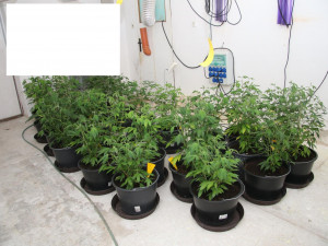 Prachatičtí kriminalisté odhalili pěstírnu.