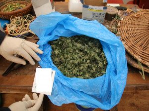 Prachatičtí kriminalisté odhalili pěstírnu.