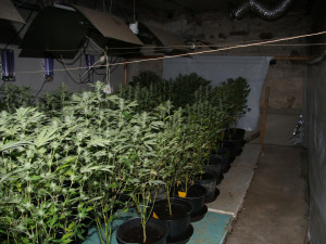 Prachatičtí kriminalisté odhalili pěstírnu.